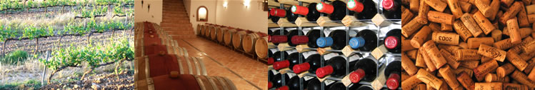 Vom Weingarten in den Weinkeller - Vino Serve
